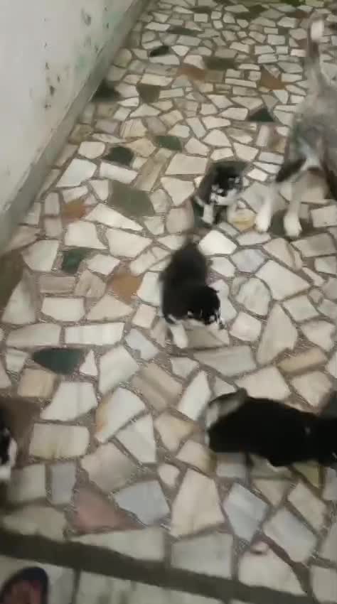 Siberian Husky Puppy | White Color, farm video
