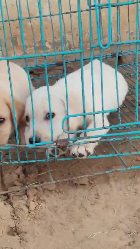 Dachshund Puppy, farm video