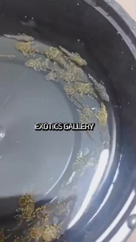 Pleco, farm video