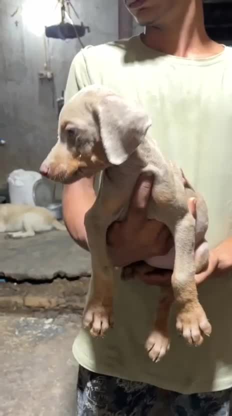 European Doberman Puppy, farm video