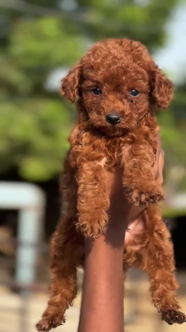 Standard Poodle Puppy, farm video