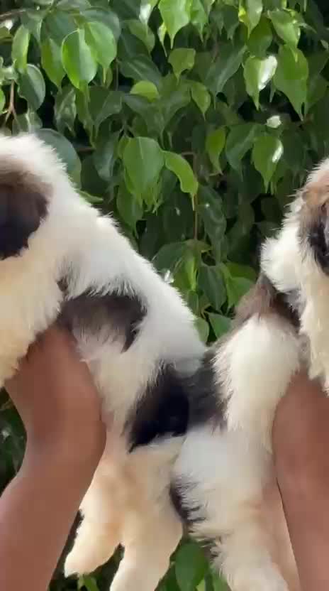 Shih Tzu | Tri Color Puppy, farm video