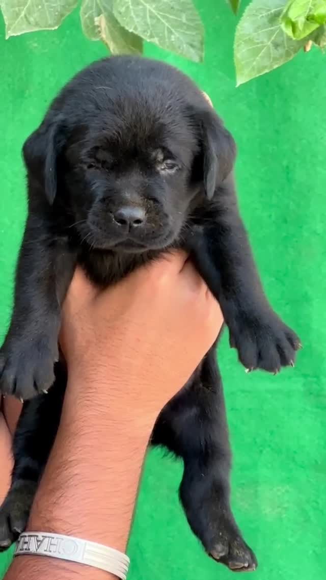 Beagle Black & Tan Puppy, farm video