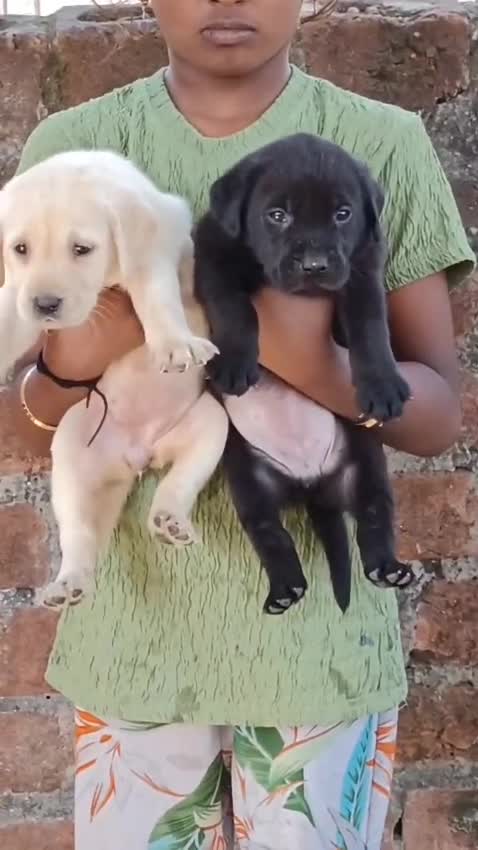 Beagle Black & Tan Puppy, farm video