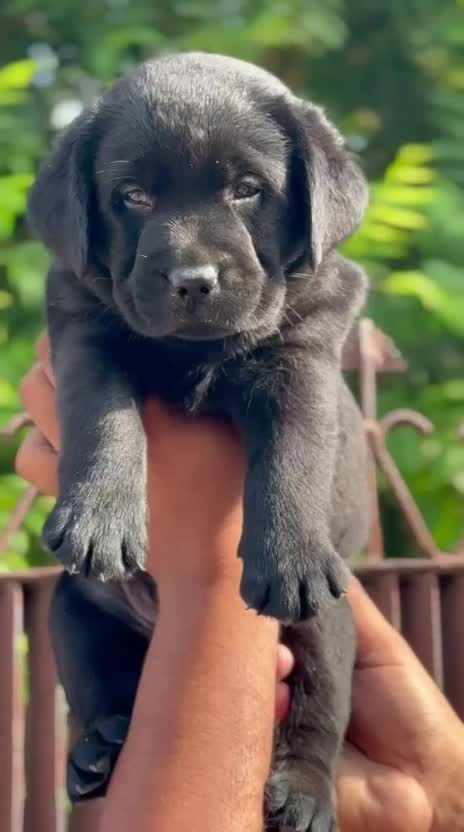 Beagle Black & Tan Puppy, farm video