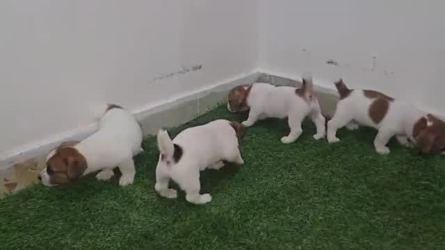 Jack Russell Terrier Puppy, farm video