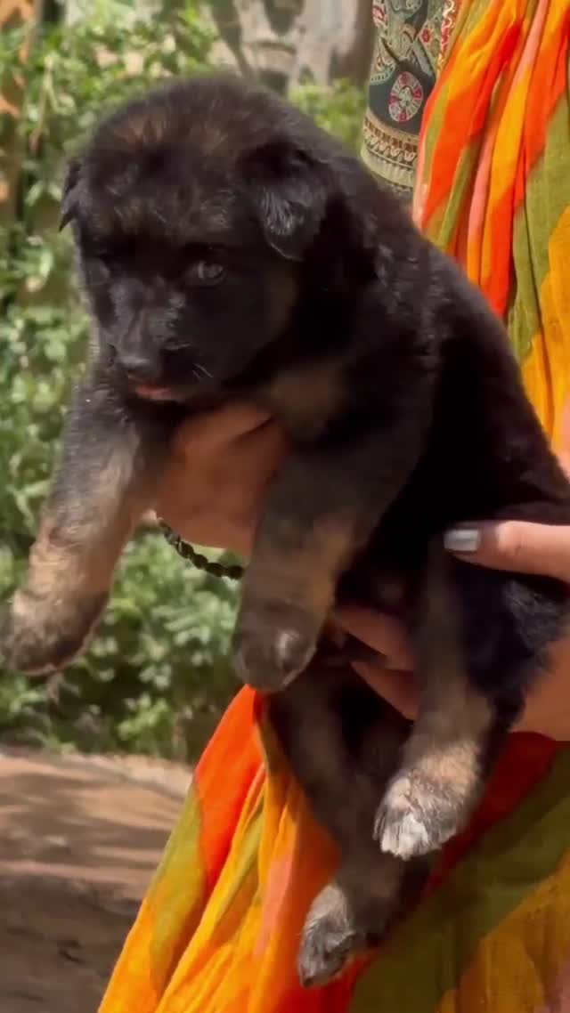 German Shepherd Puppy, farm video