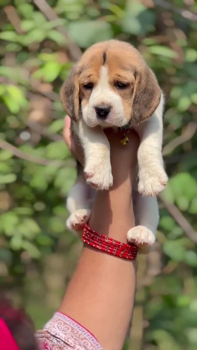 Beagle | Lemon & White | Puppy, farm video