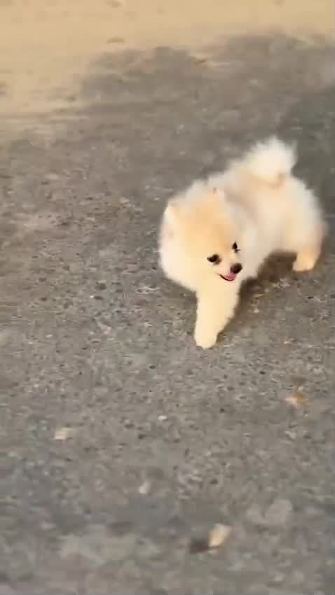 Toy Poodle Puppy, farm video