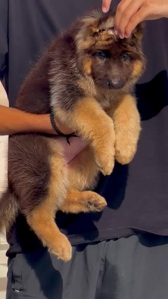 German Shepherd Puppy, farm video