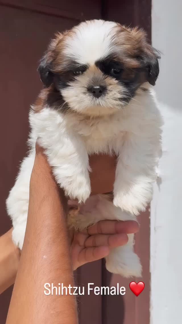 Dachshund Puppy, farm video