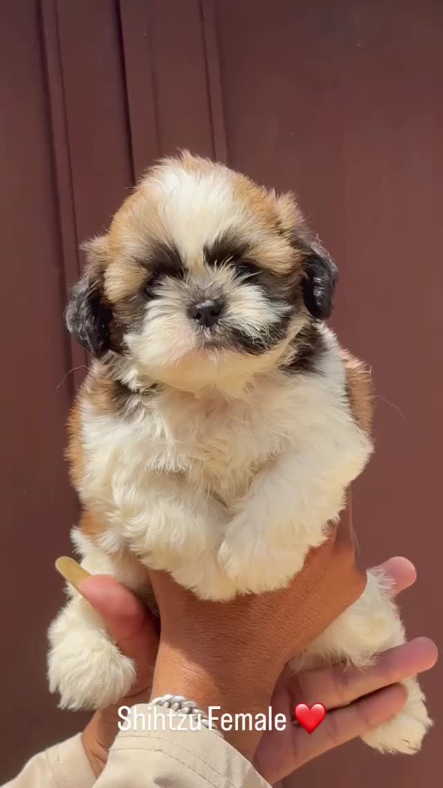 Dachshund Puppy, farm video