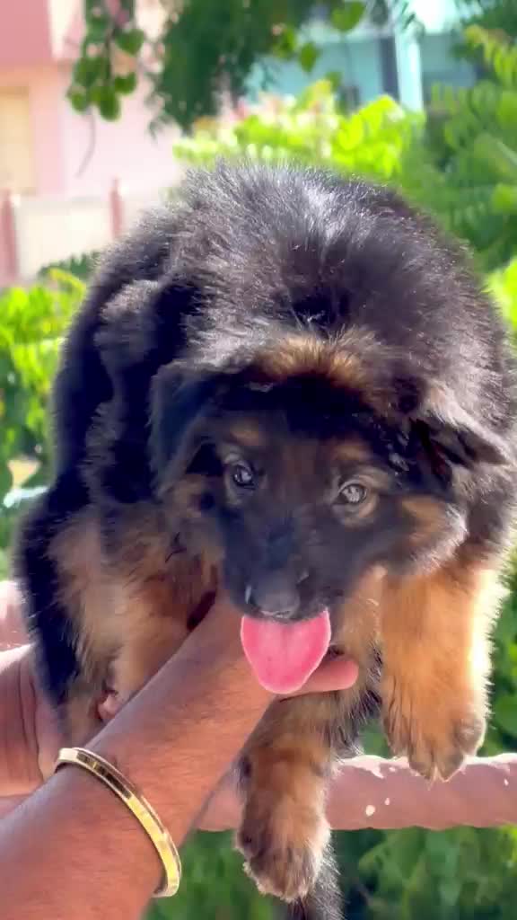 German Shepherd Puppy, farm video