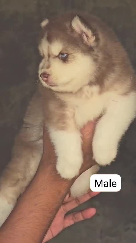 Siberian Husky Puppy | White Color, farm video