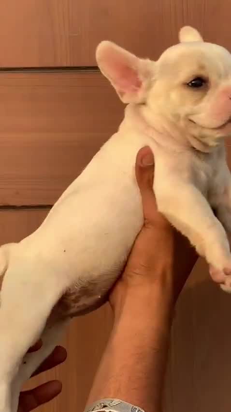 French Bulldog Puppy | White, farm video