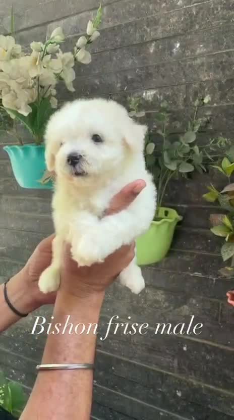 Bichon Frise Puppy, farm video