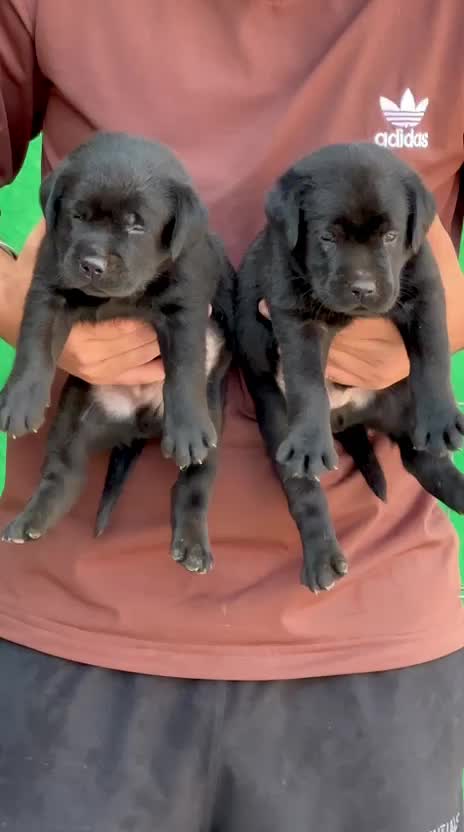 Beagle Black & Tan Puppy, farm video