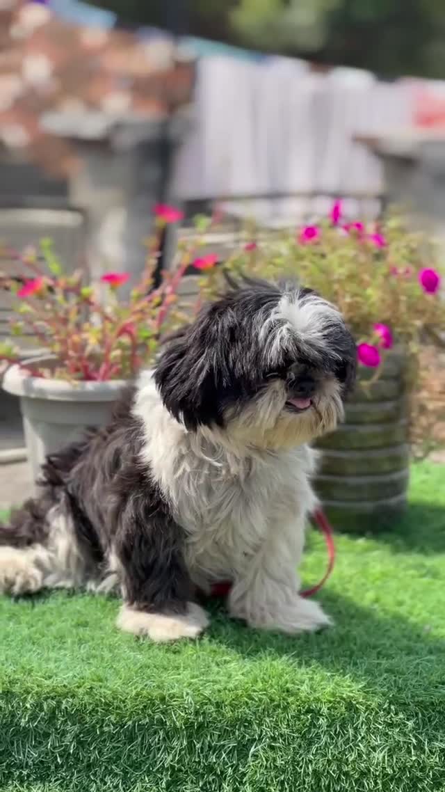 Shih Tzu | Black & White Color, farm video