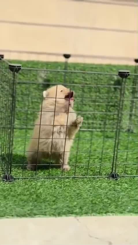 Toy Poodle Puppy, farm video