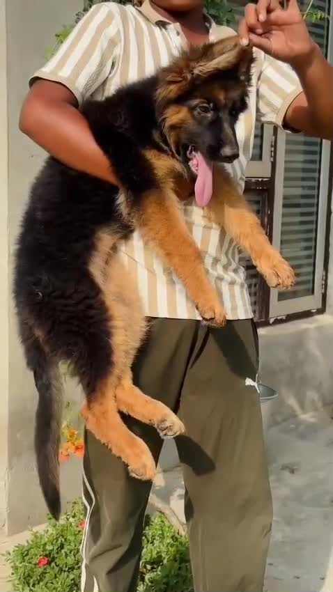 German Shepherd Puppy, farm video