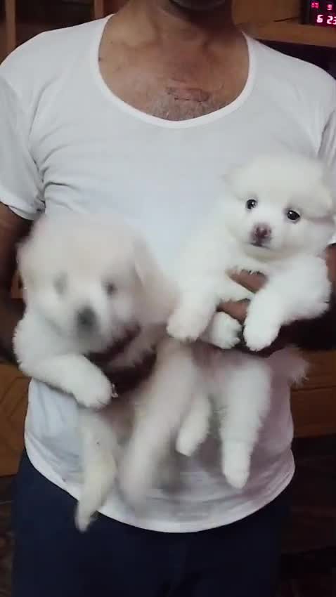 Pomeranian Puppy | Black Color, farm video