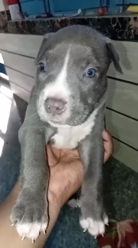 American Bully Standard Size Puppy, farm video