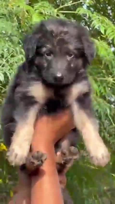 German Shepherd Puppy, farm video