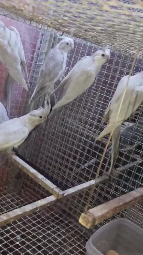 Cockatiel | Grey, farm video