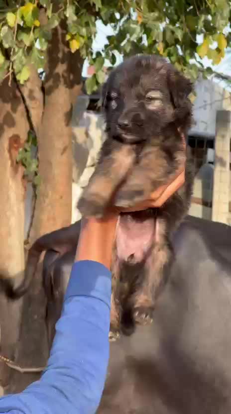 German Shepherd Puppy | Z Black, farm video