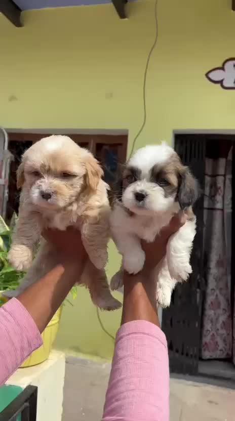 Dachshund Puppy, farm video