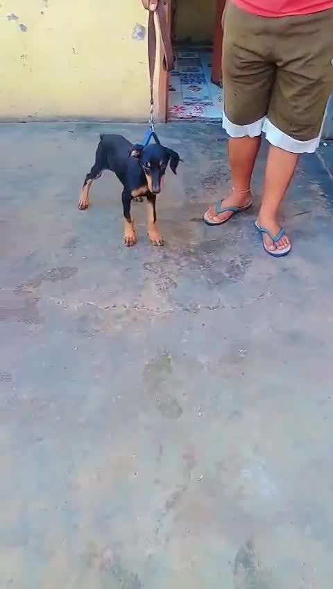European Doberman Puppy, farm video