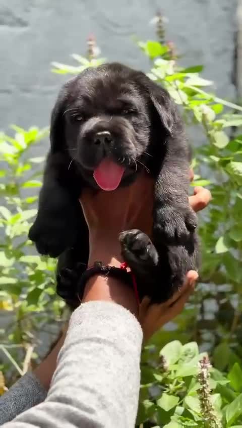 Beagle Black & Tan Puppy, farm video