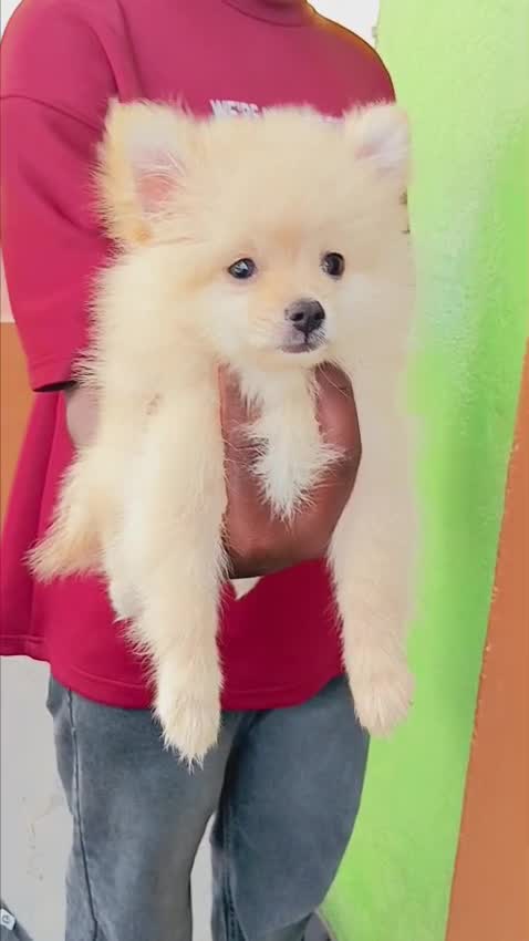 Pomeranian Puppy, farm video