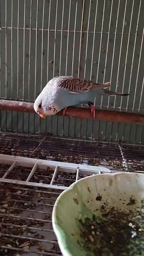 Budgies, farm video