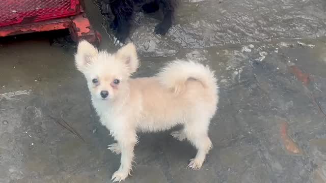 Pomeranian Puppy, farm video