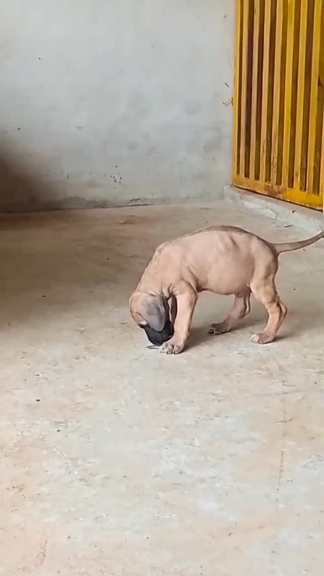 Dachshund Puppy, farm video