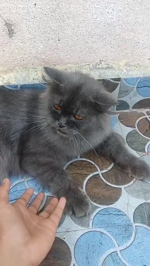 Persian Kitten (Punch Face), farm video