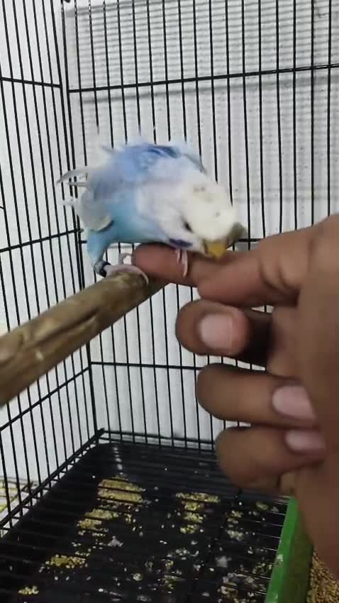 Homer Pigeon, farm video