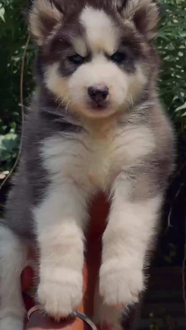 Siberian Husky Puppy | Black & White Color, farm video