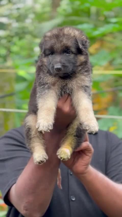 German Shepherd Puppy | Z Black, farm video