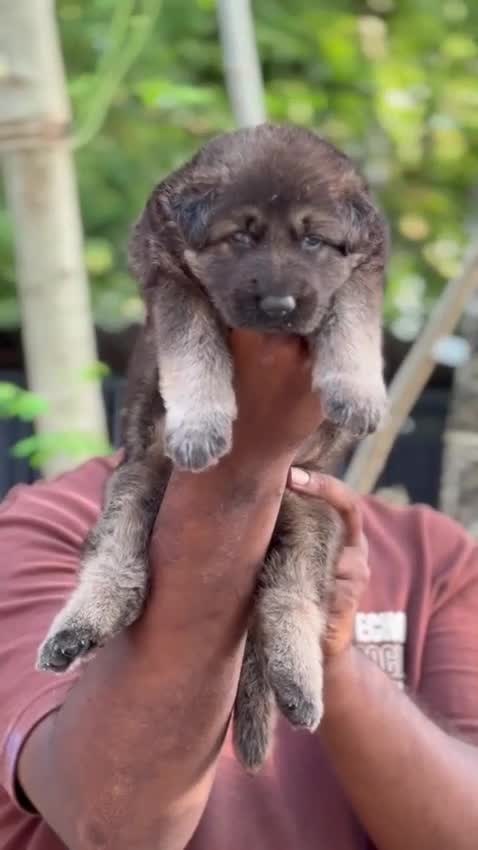 German Shepherd Puppy | Z Black, farm video