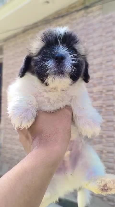 Shih Tzu Puppy Brown & White, farm video