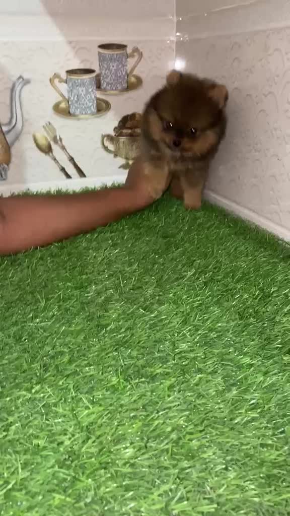 Orignal Toy Pom Puppy | Teacup Pom, farm video