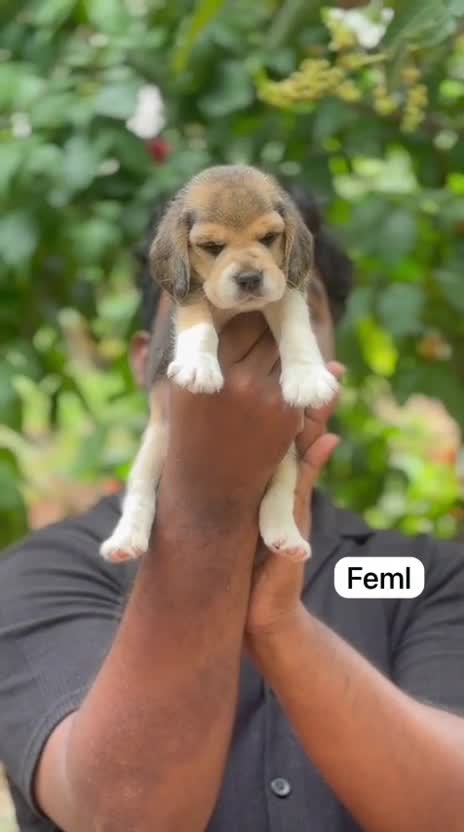 Beagle | Lemon & White | Puppy, farm video