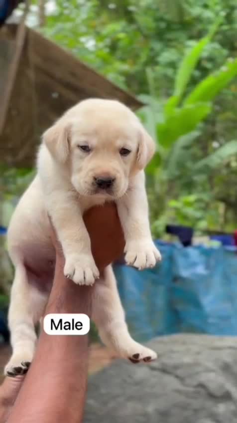 Beagle Black & Tan Puppy, farm video