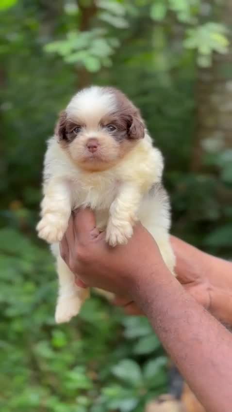 Shih Tzu Puppy Brown & White, farm video