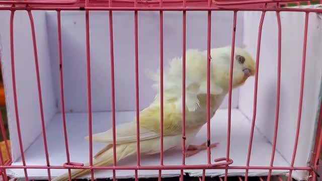 Helicopter Budgies, farm video