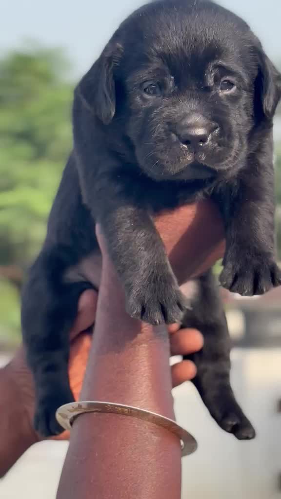 Beagle Black & Tan Puppy, farm video