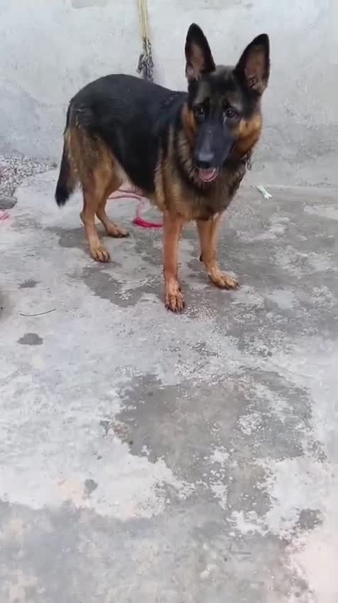 German Shepherd Puppy | Pure White, farm video