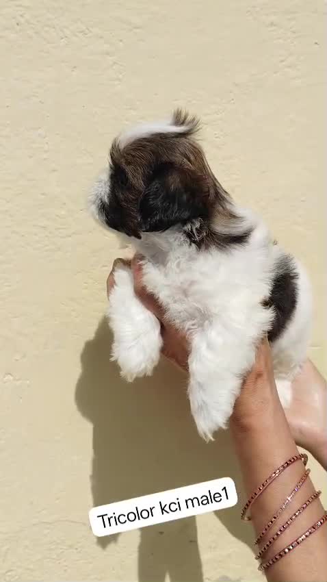 Shih Tzu | Tri Color Puppy, farm video